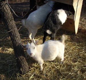 Nigerian Goats Eating